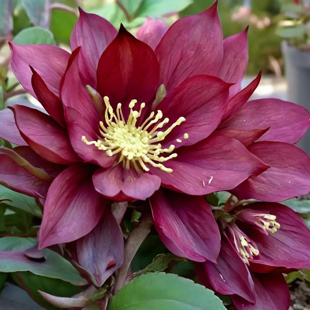 Helleborus x hybrida 'Red Sapphire'