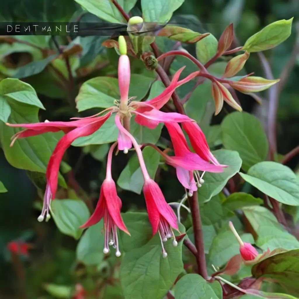 Fuchsia magellanica 'Autumnale'