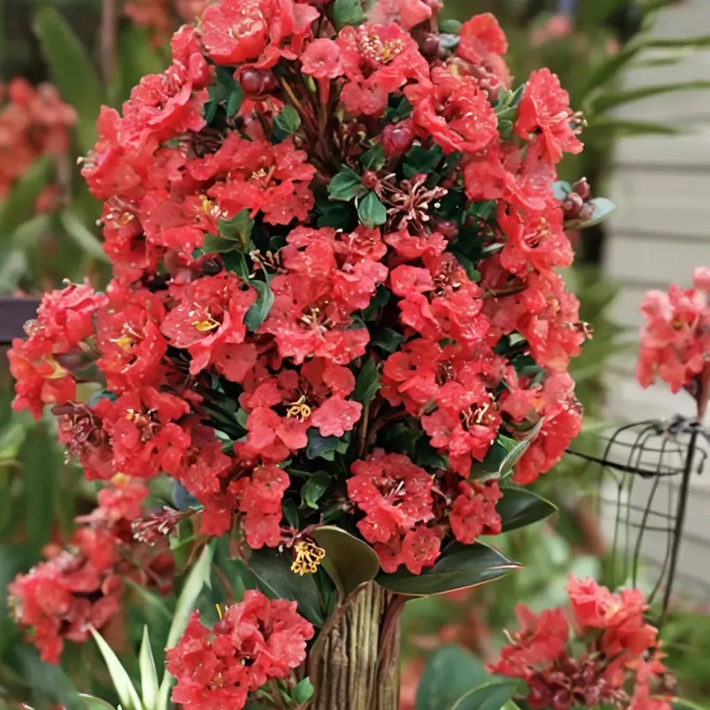 Lagerstroemia indica 'Enduring Summer'