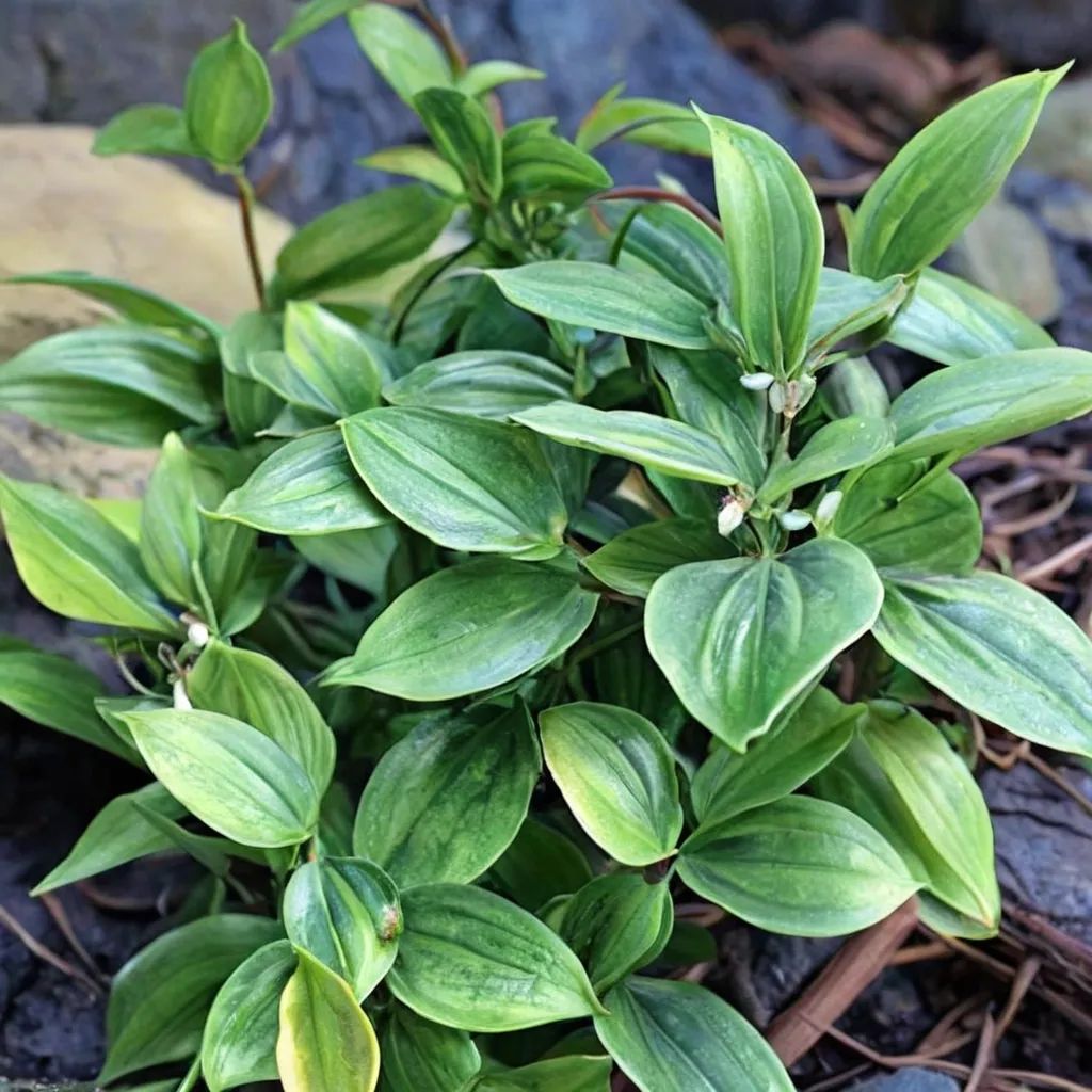 Disporopsis jinfushanensis