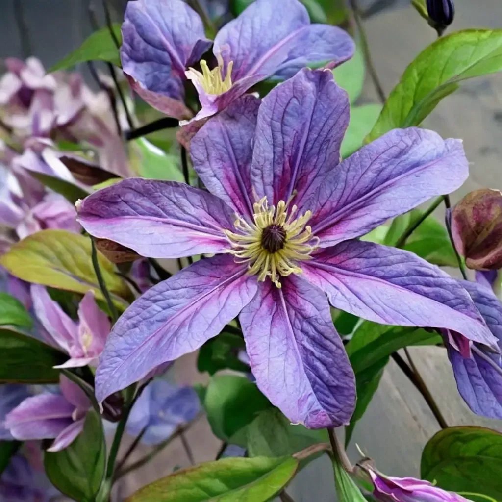 Clematis x durandii 'I Am Happy'