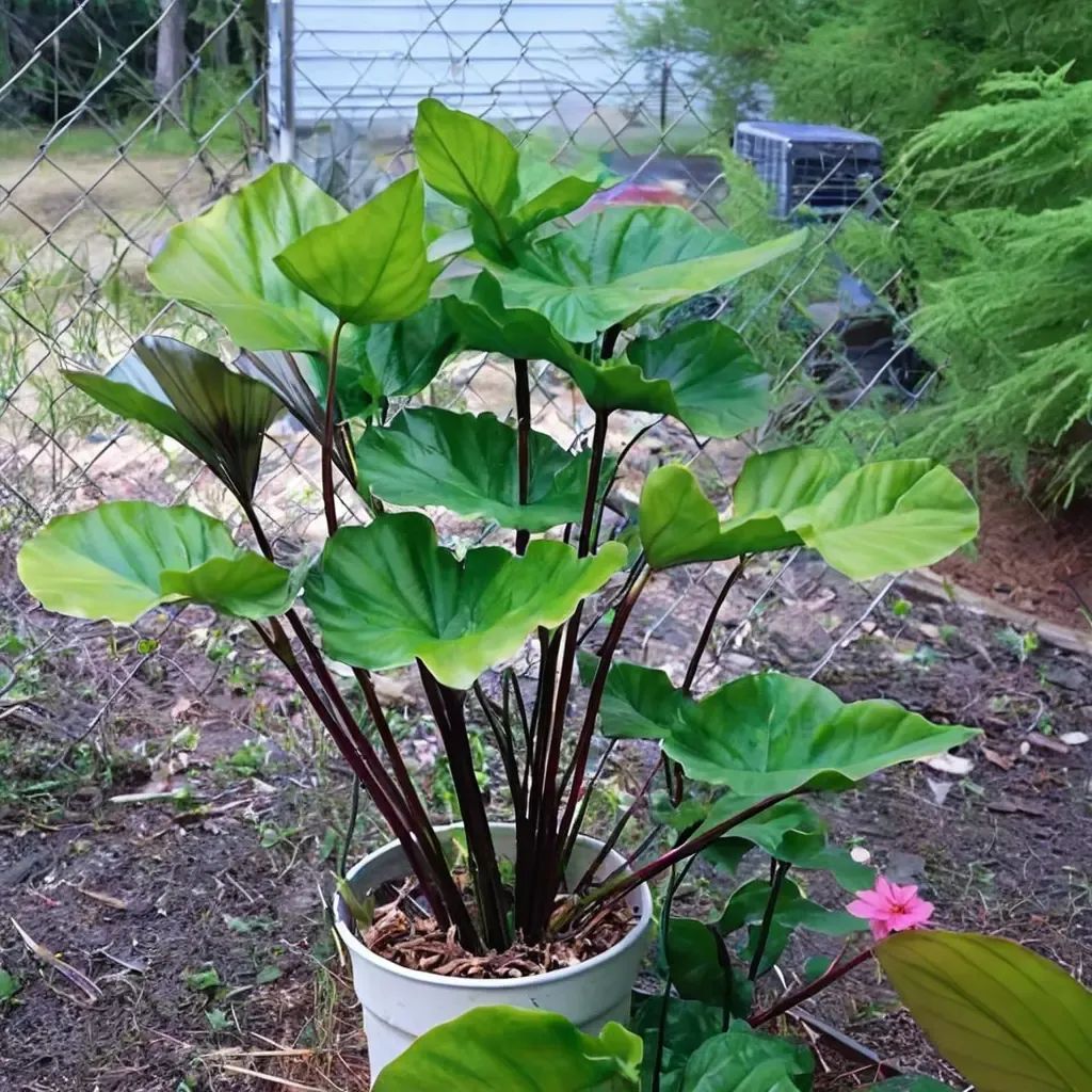 Colocasia esculenta 'Coffee Cups'
