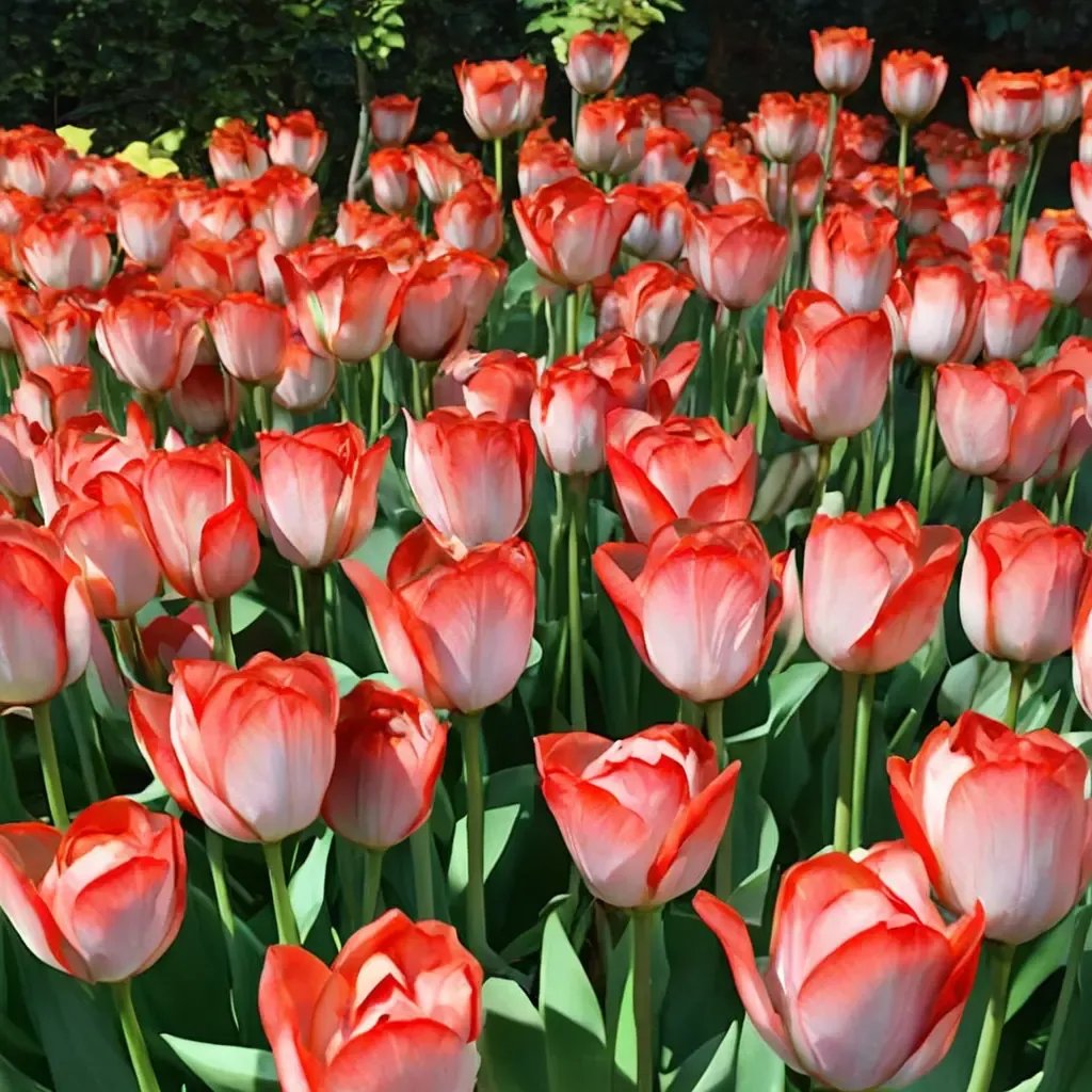 Tulipa tulipa 'Big Chief'