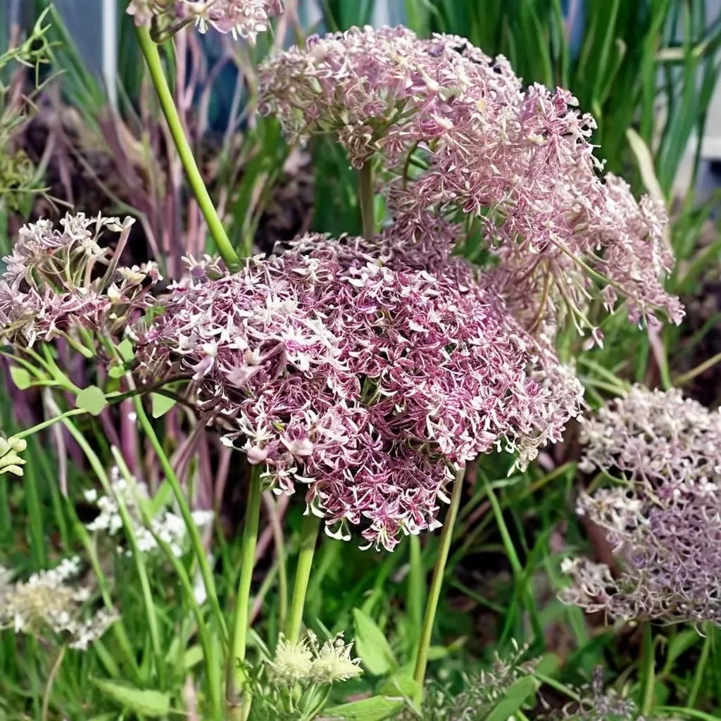 Daucus carota 'Dara'