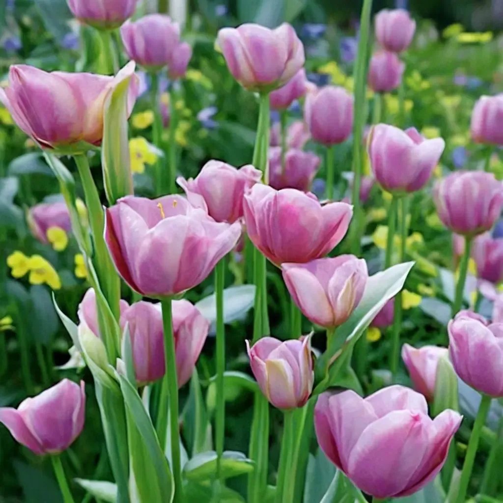Tulipa tulipissima