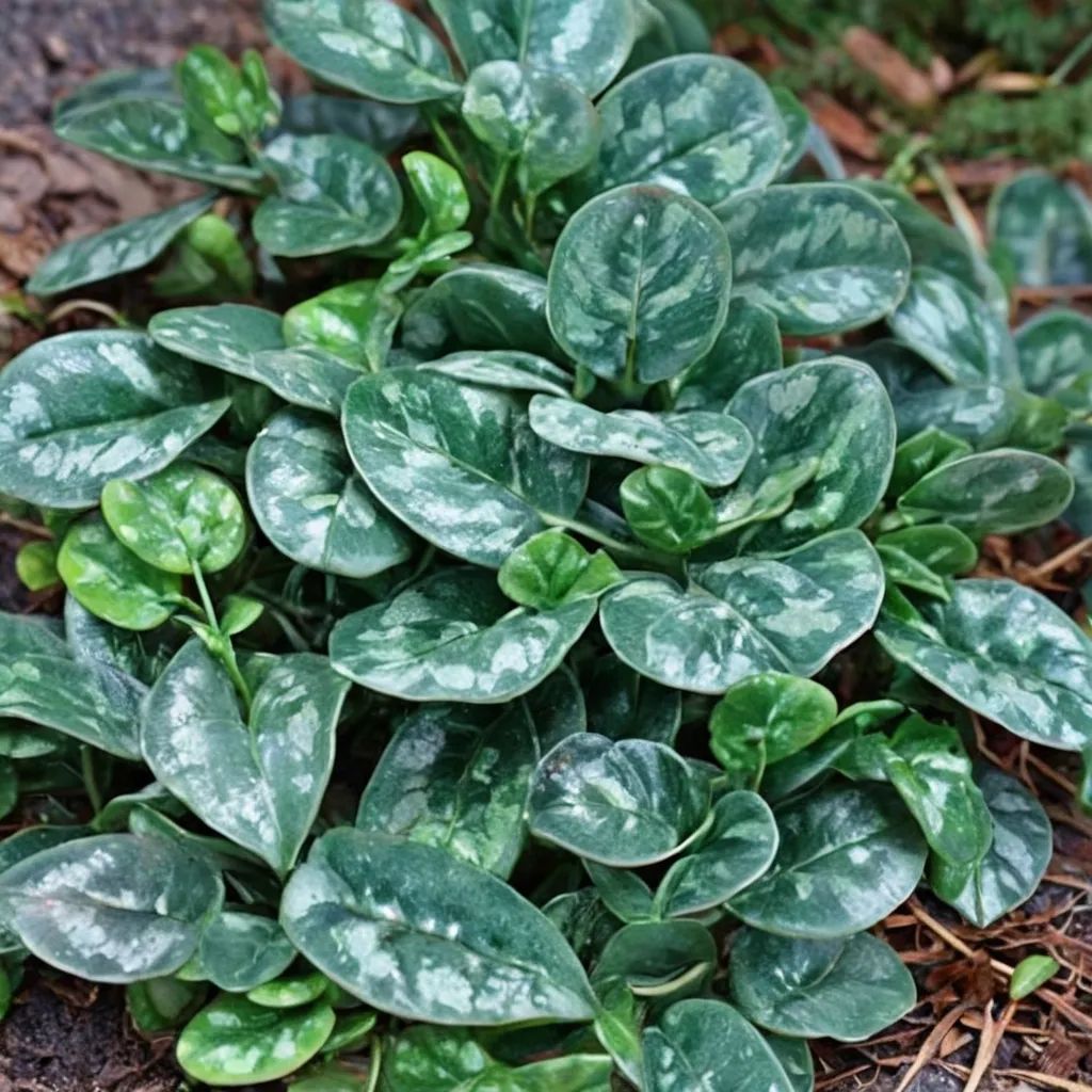 Asarum fauriei 'Galaxy'