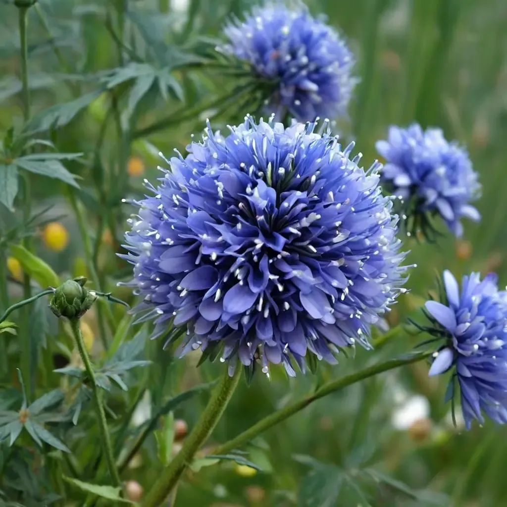 Gilia capitata