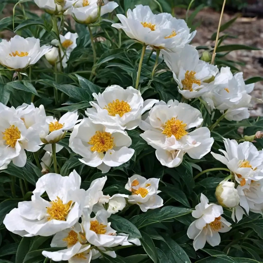 Paeonia lactiflora 'Krinkled White'