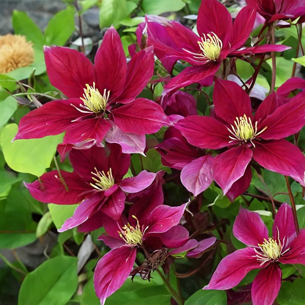 Clematis x hybrida 'Rosemoor'
