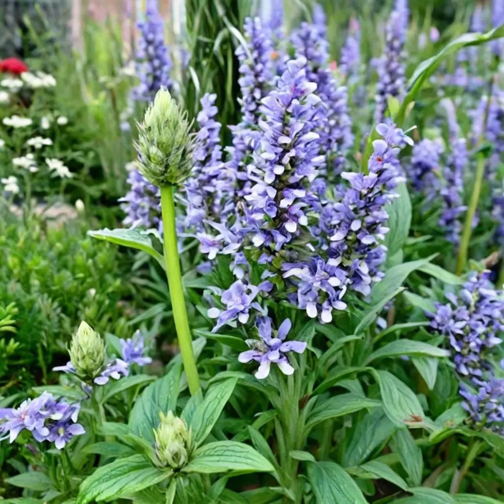 Nepeta nervosa 'Blue Moon'