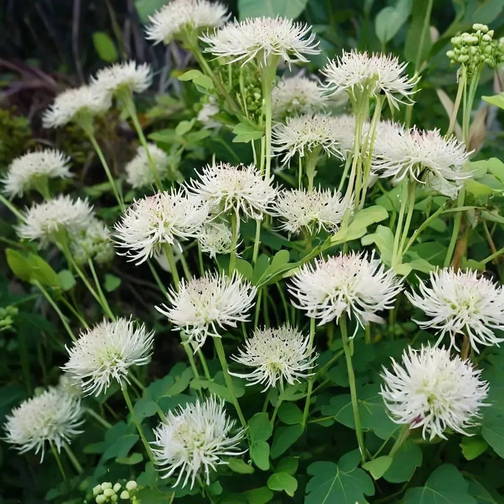 Thalictrum aquilegiifolium 'Album'