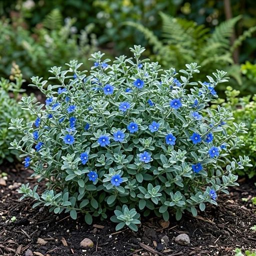 Evolvulus glomeratus 'Blue Daze'