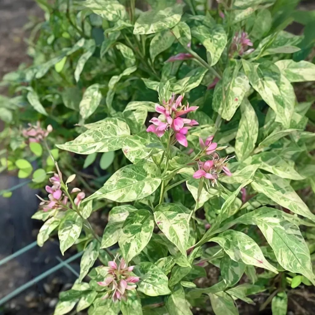 Lespedeza thunbergii 'Spilt Milk'