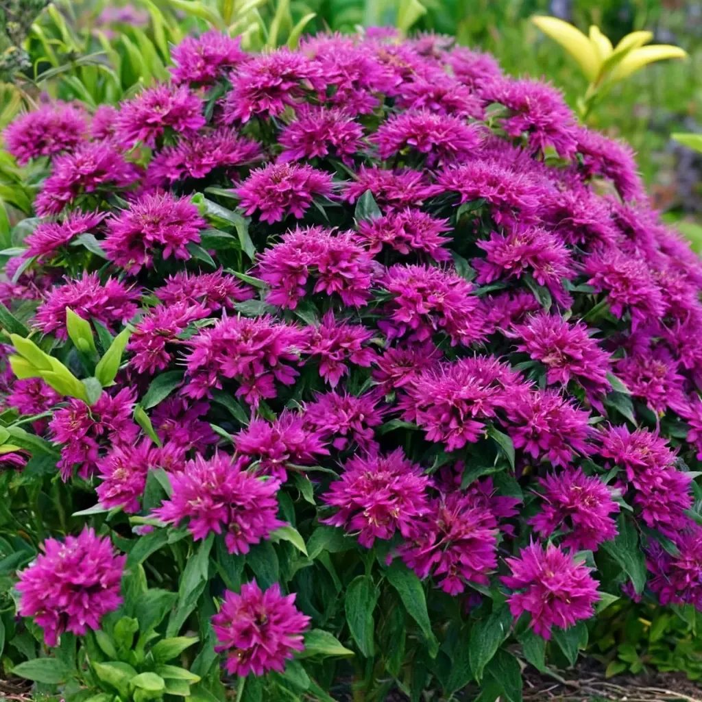 Monarda didyma 'Grape Gumball'