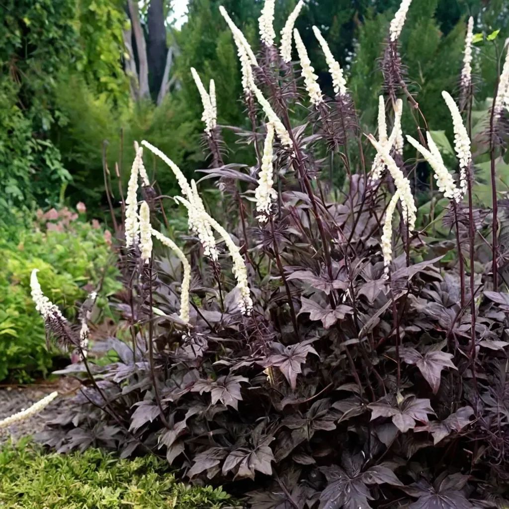Cimicifuga racemosa 'Black Negligee'