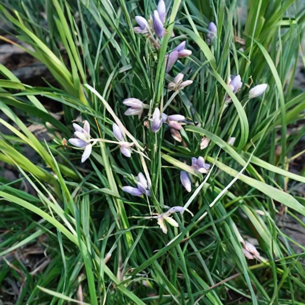 Liriope minor 'Torafu'
