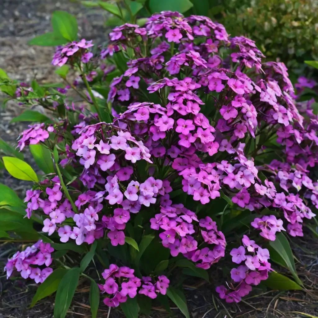 Phlox paniculata 'Cloudburst'