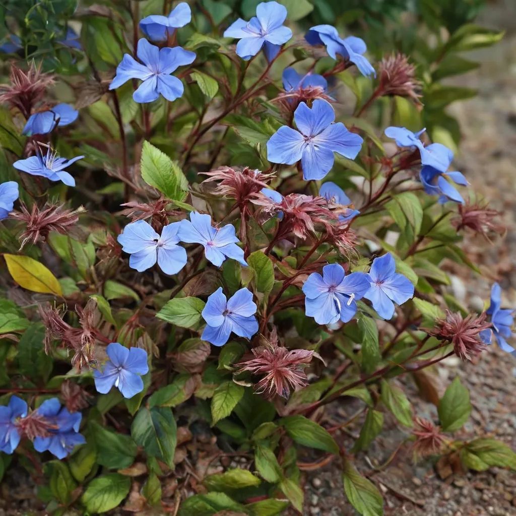 Ceratostigma minus