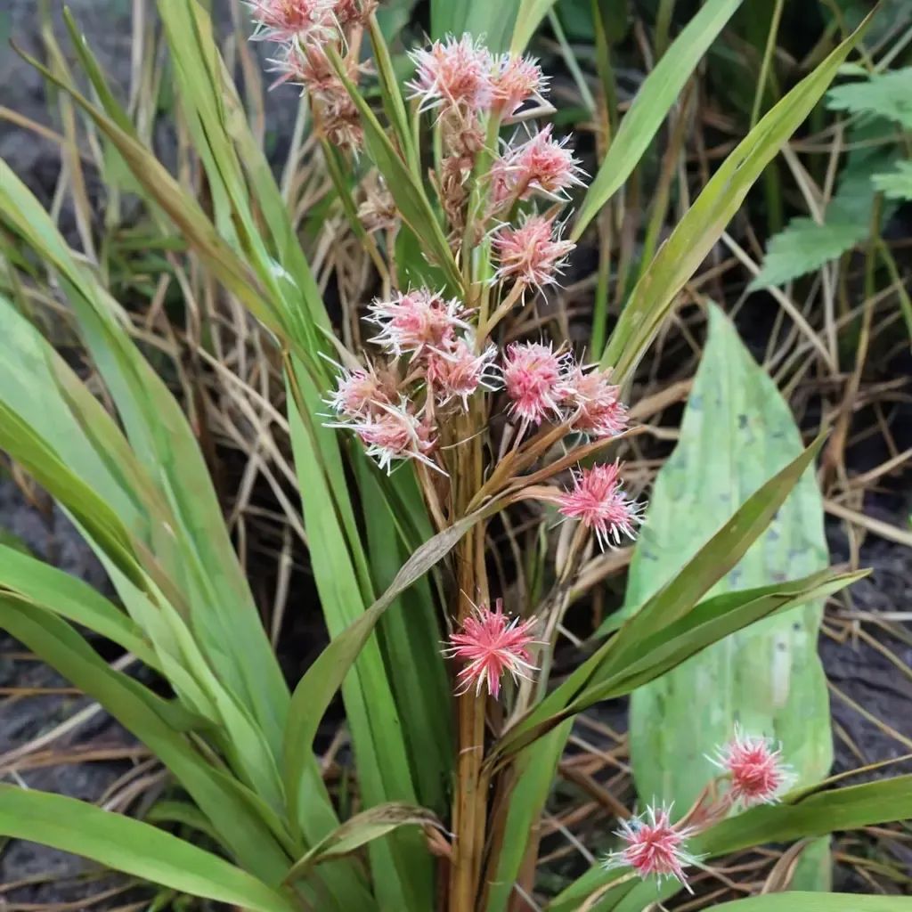 Carex morrisonensis