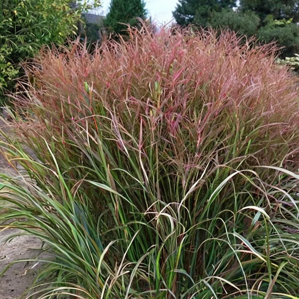 Panicum virgatum 'Squaw'