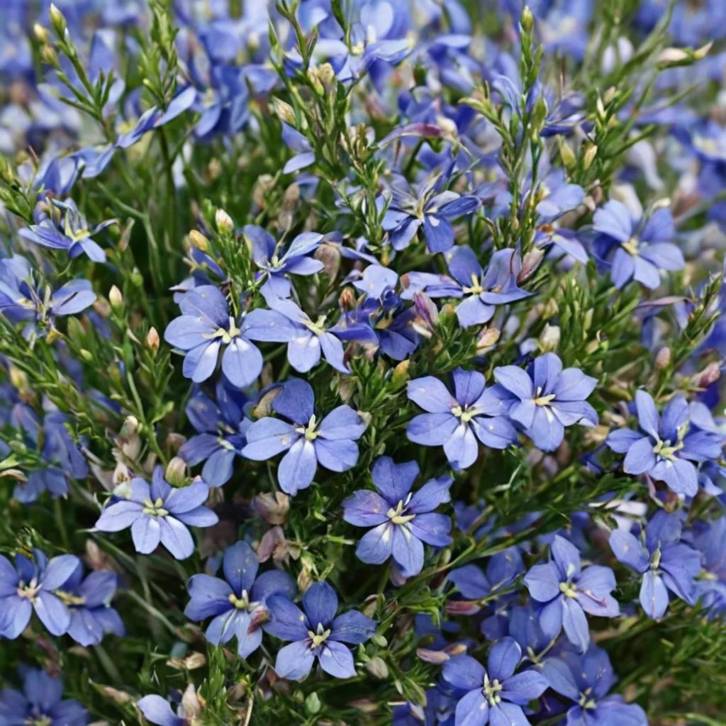 Lobelia erinus 'Laguna Sky Blue'