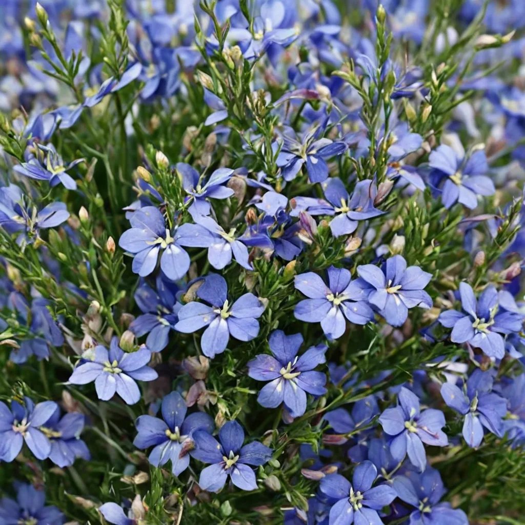 Lobelia erinus 'Laguna Sky Blue'