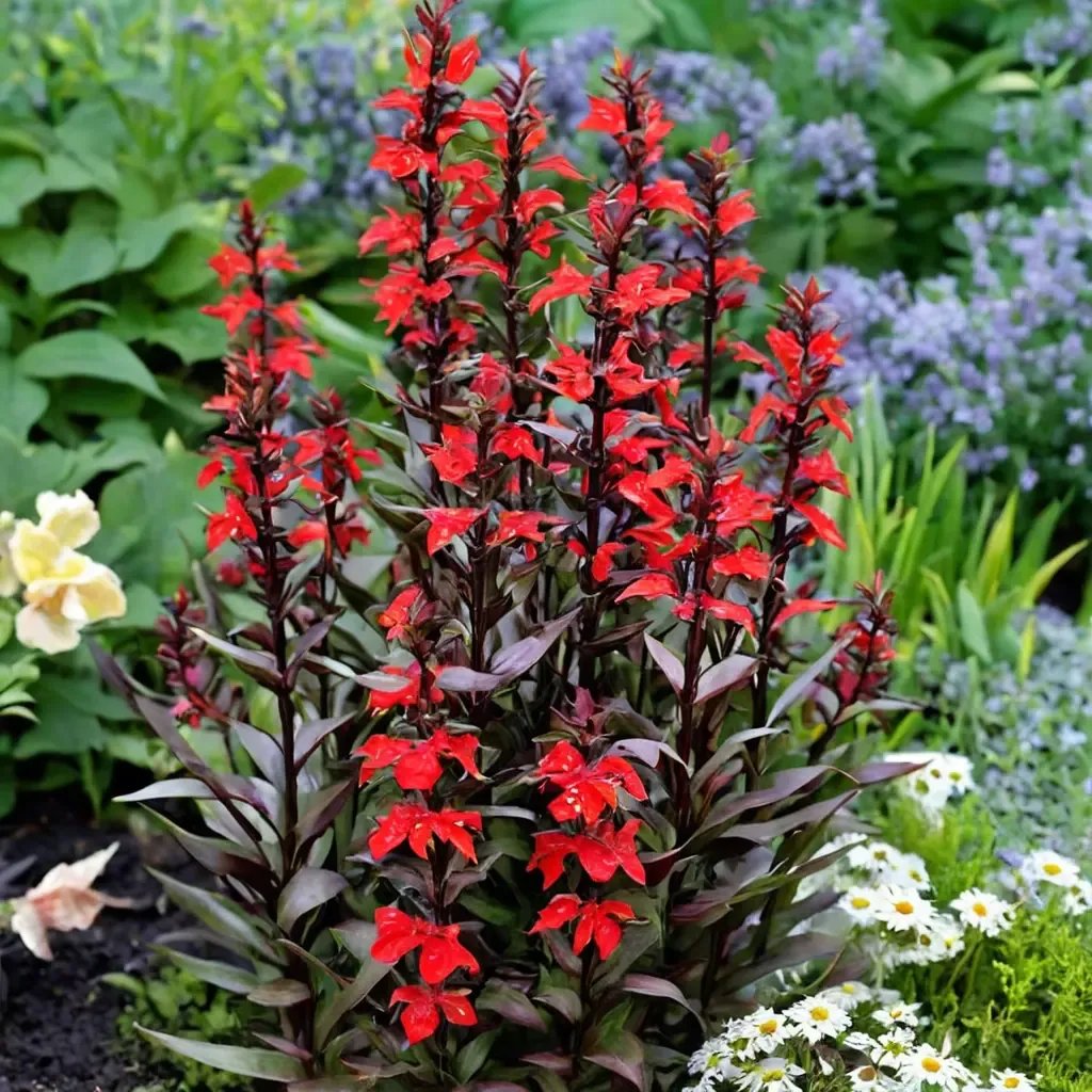 Lobelia erinus 'Starship Scarlet Bronze Leaf'