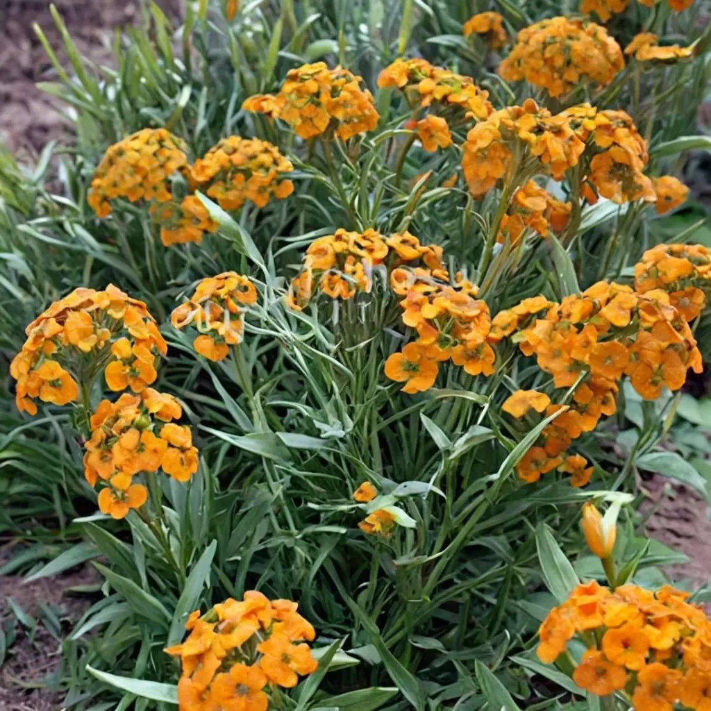 Erysimum x allionii
