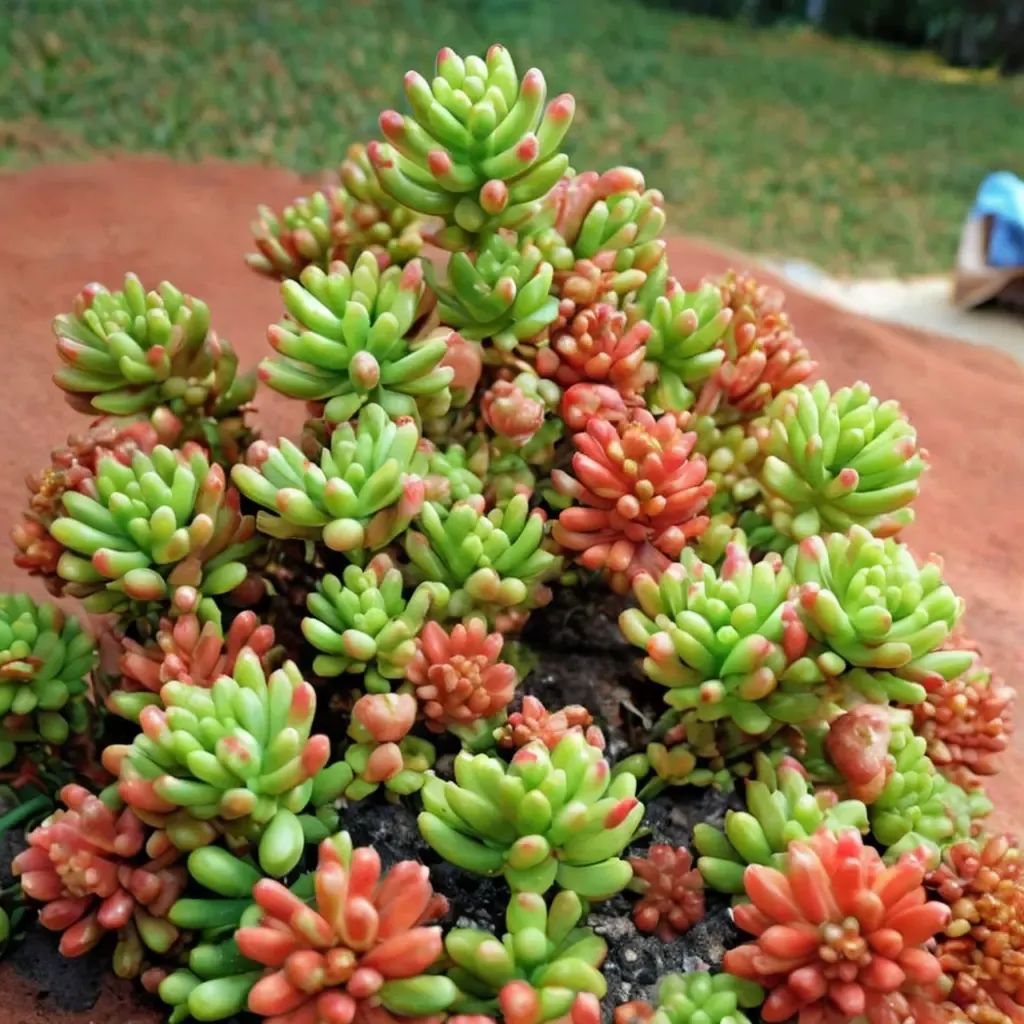 Sedum x rubrotinctum
