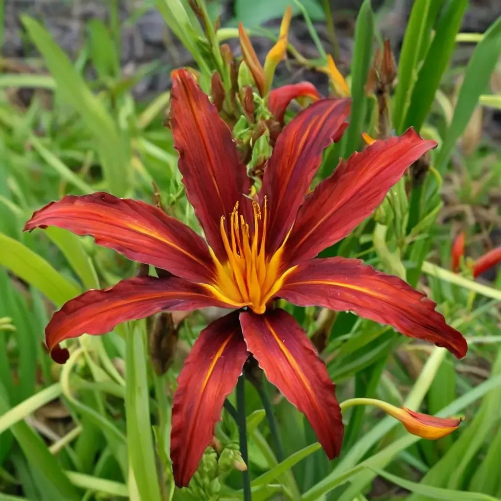 Hemerocallis fulva 'Crimson Pirate'
