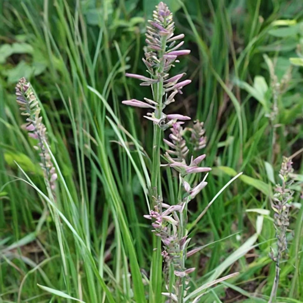 Anemarrhena asphodeloides