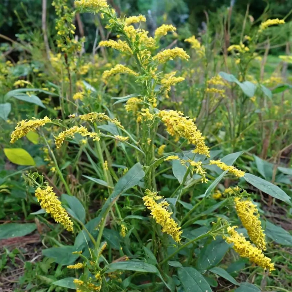 Solidago rugosa