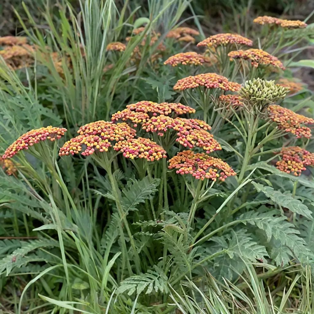 Achillea millefolium 'Walther Funcke'