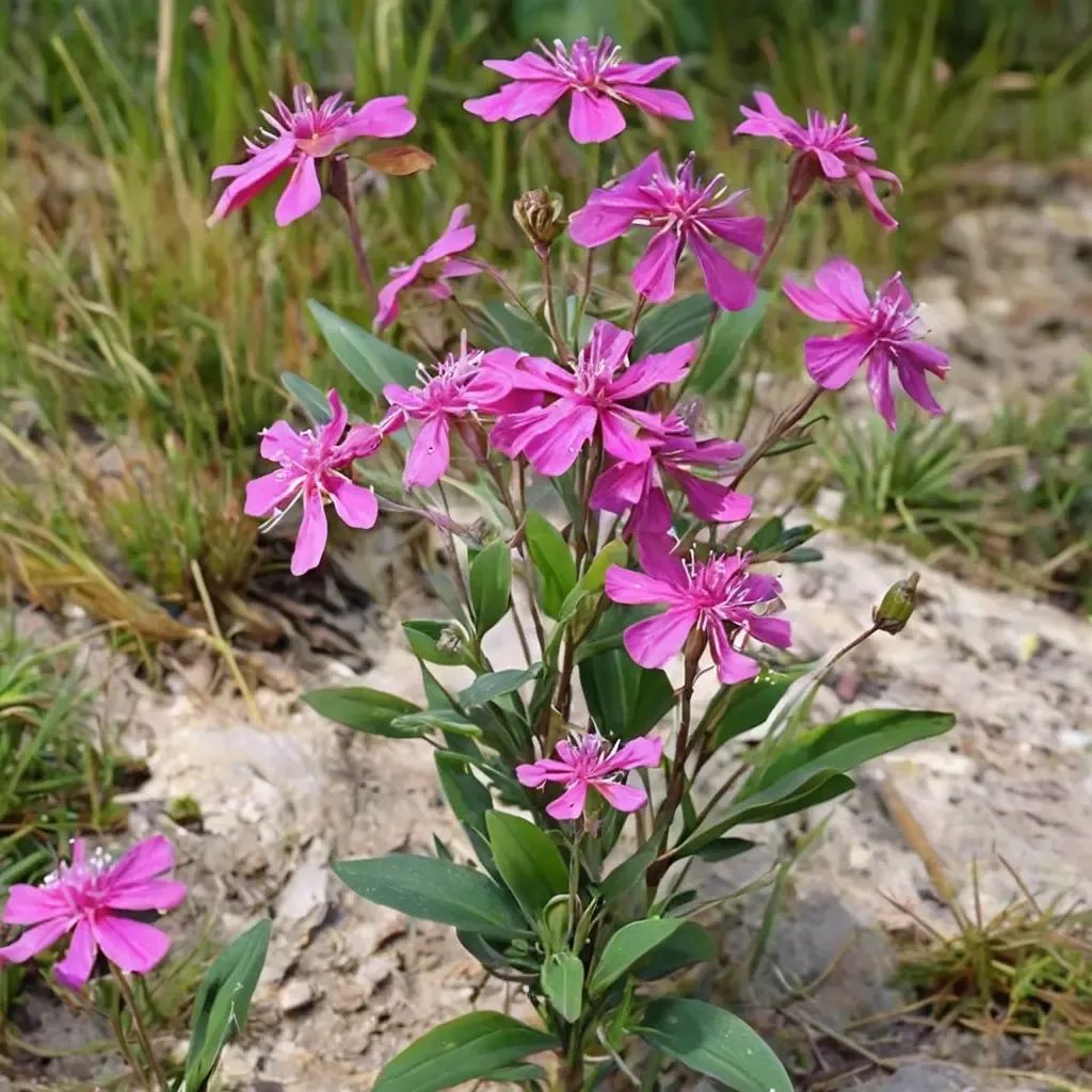 Silene armeria