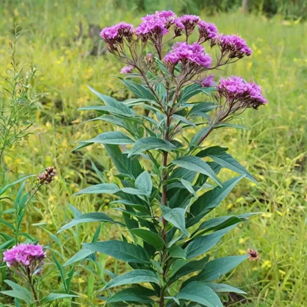 Vernonia fasciculata