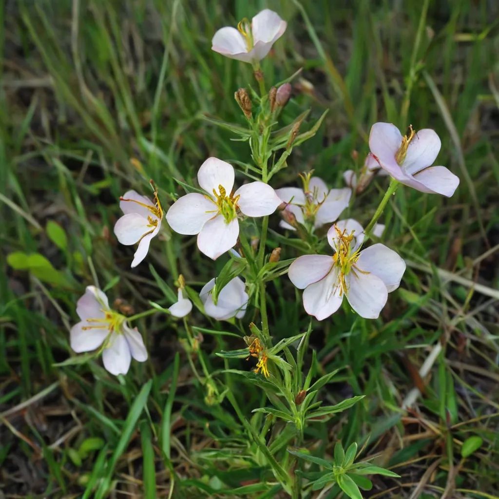 Rhexia mariana 'White Flower Form'