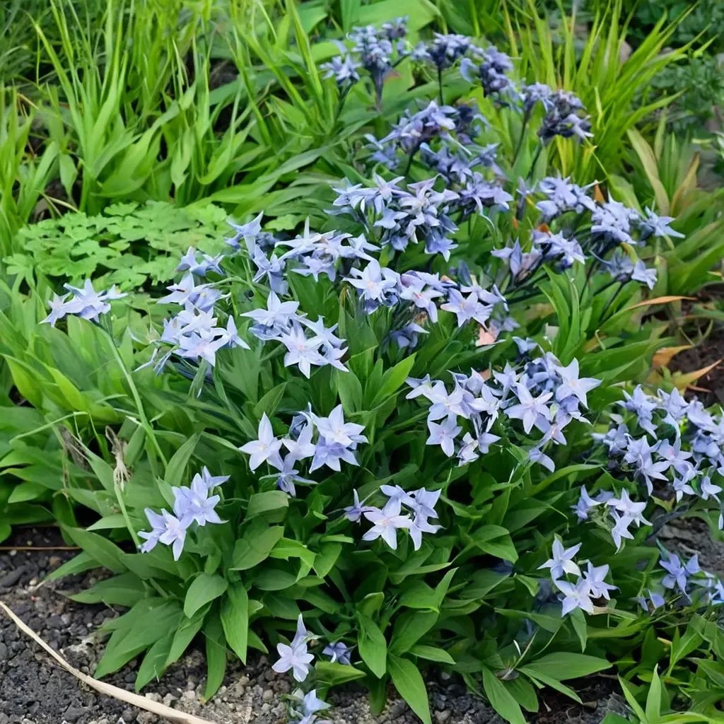 Amsonia tabernaemontana 'Glacier Blue'