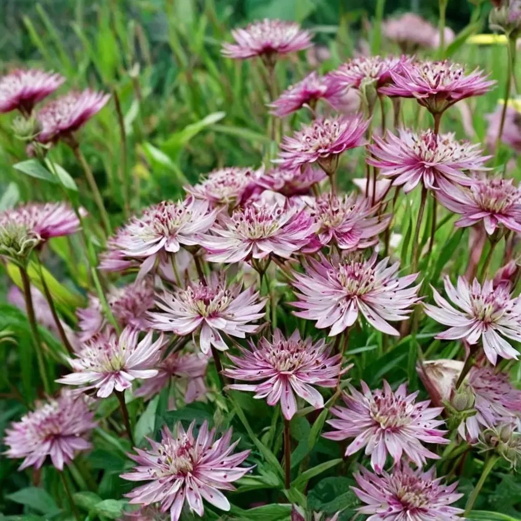 Astrantia major 'Sparkling Stars Pink'