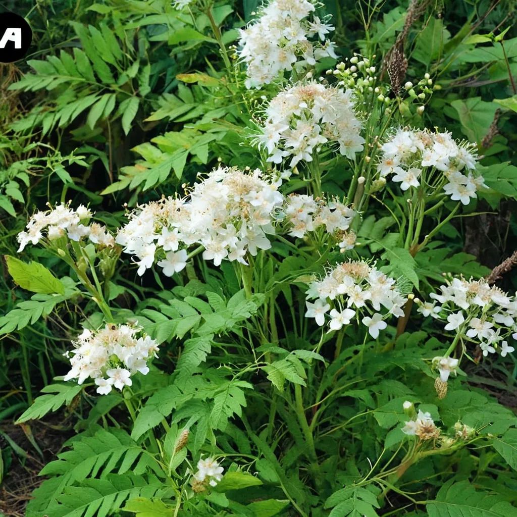 Sorbaria x sorbifolia