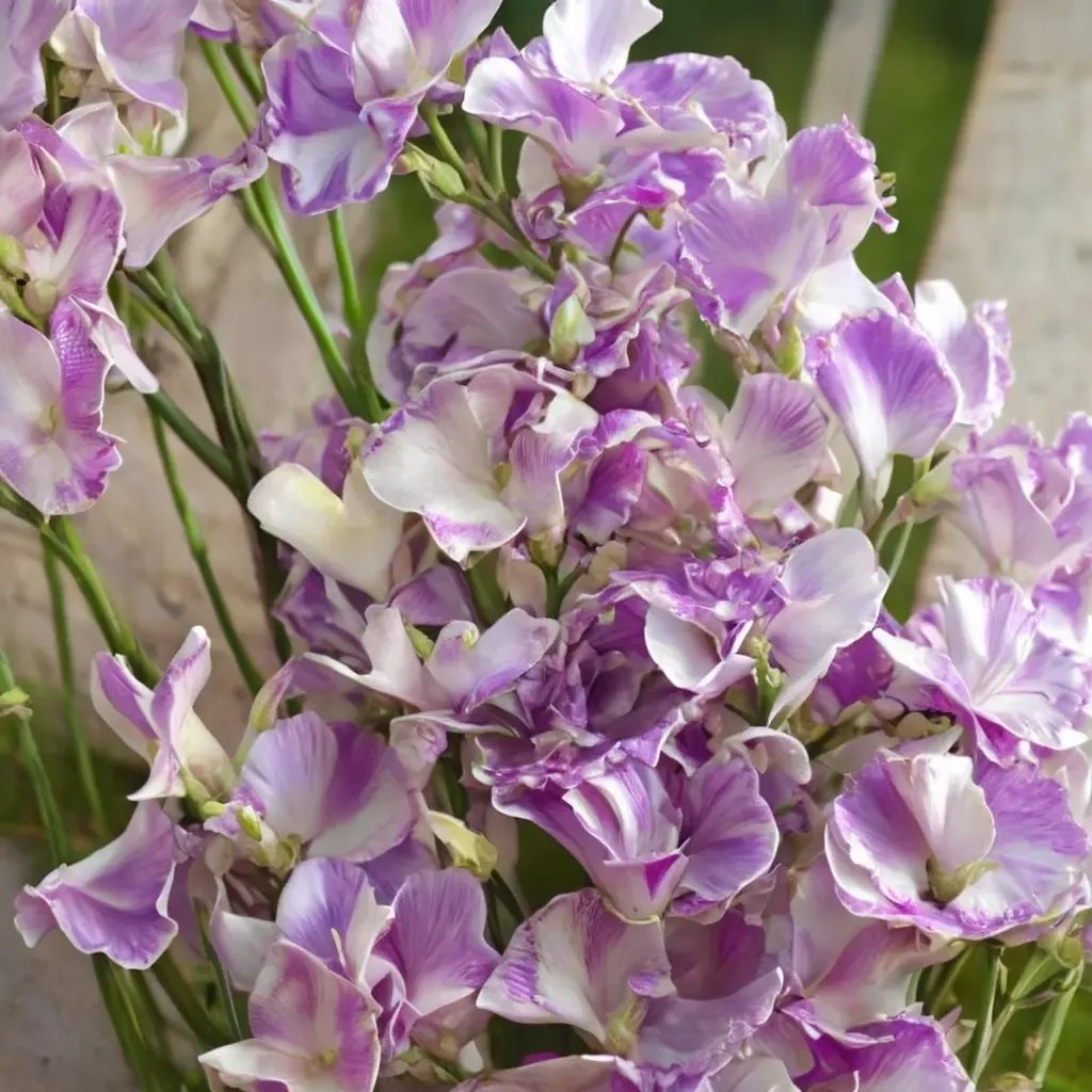 Lathyrus odoratus 'Pulsar'