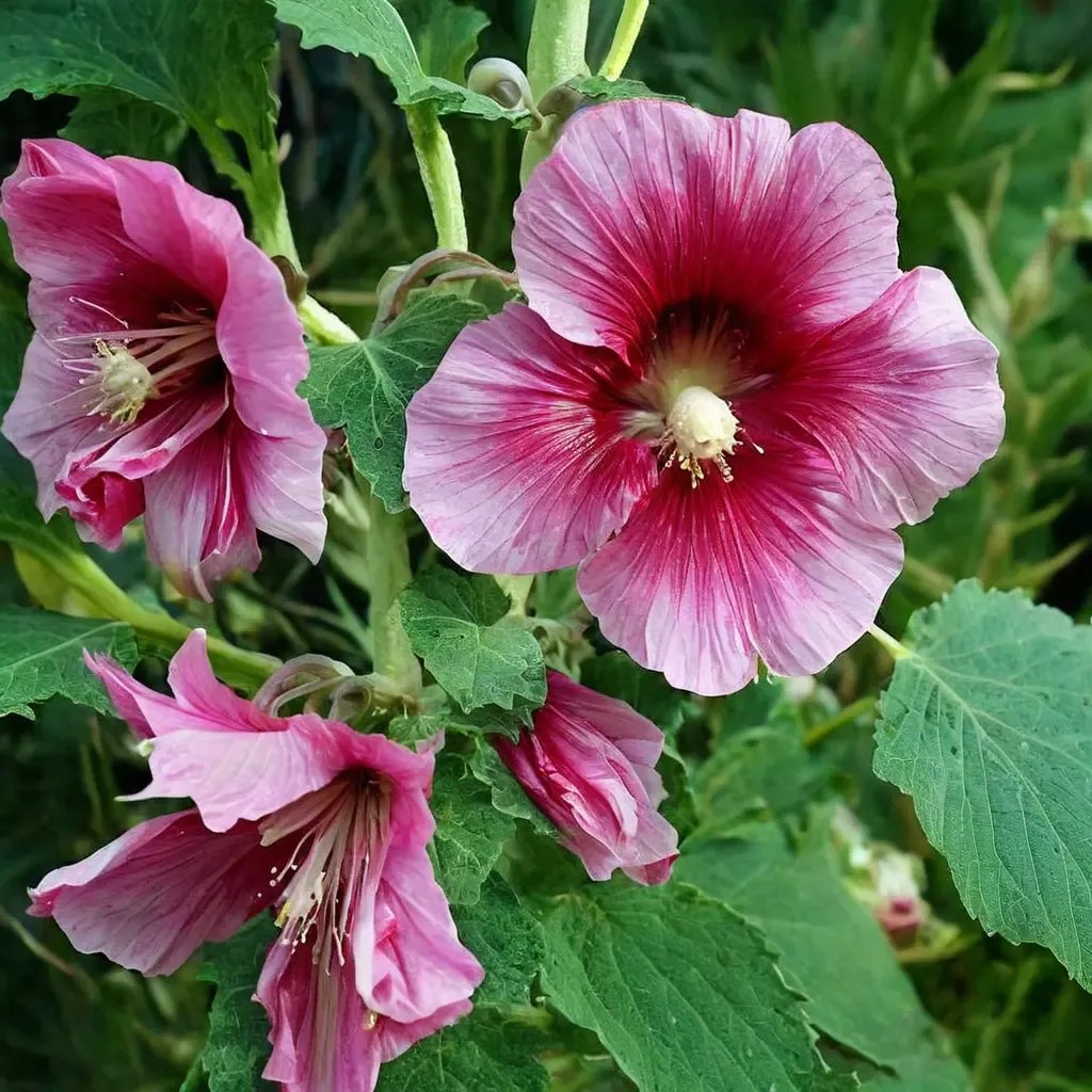 Alcea roseae