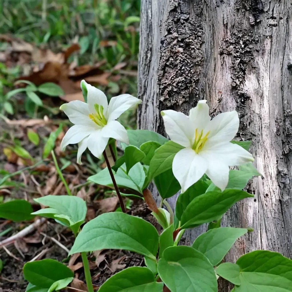 Trillium grandiflorum 'Mix'
