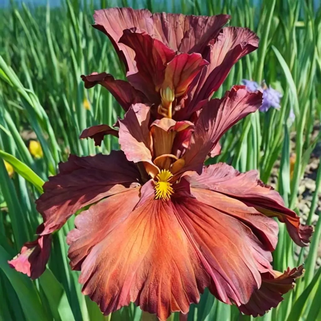 Iris x germanica 'Lest We Forget'