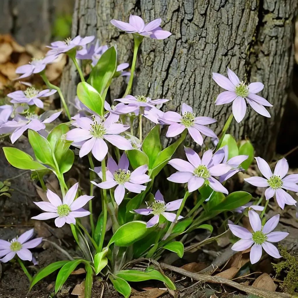 Hepatica acutiloba