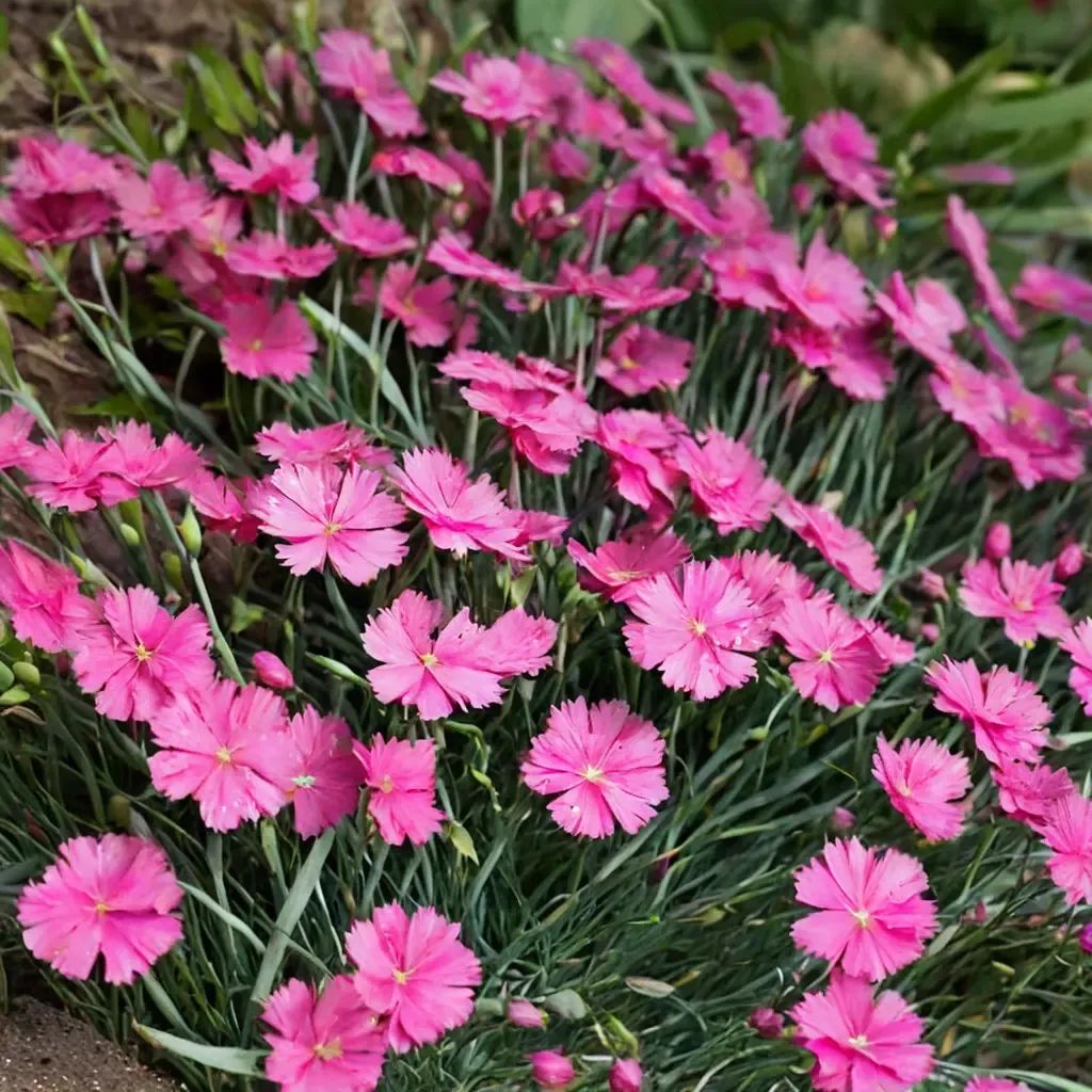 Dianthus dianthus