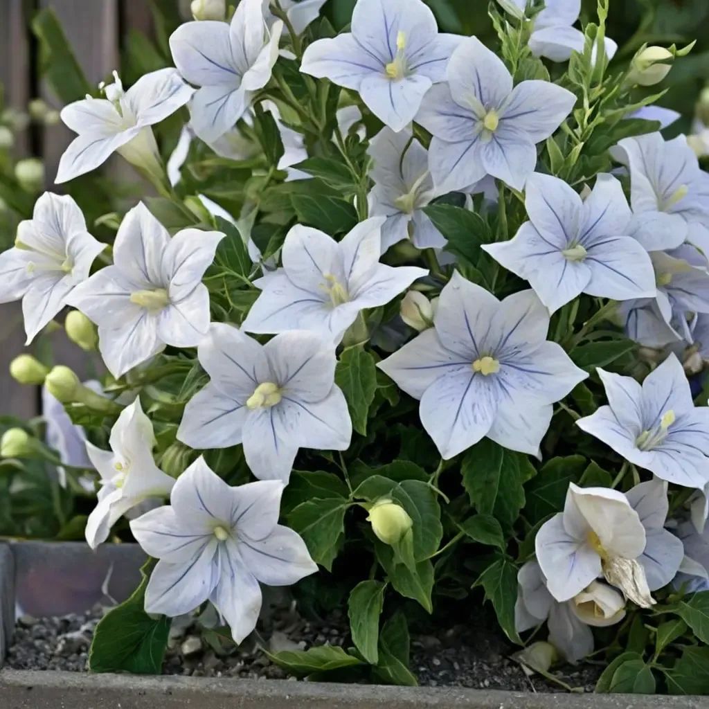Platycodon grandiflorus 'Fairy Snow'