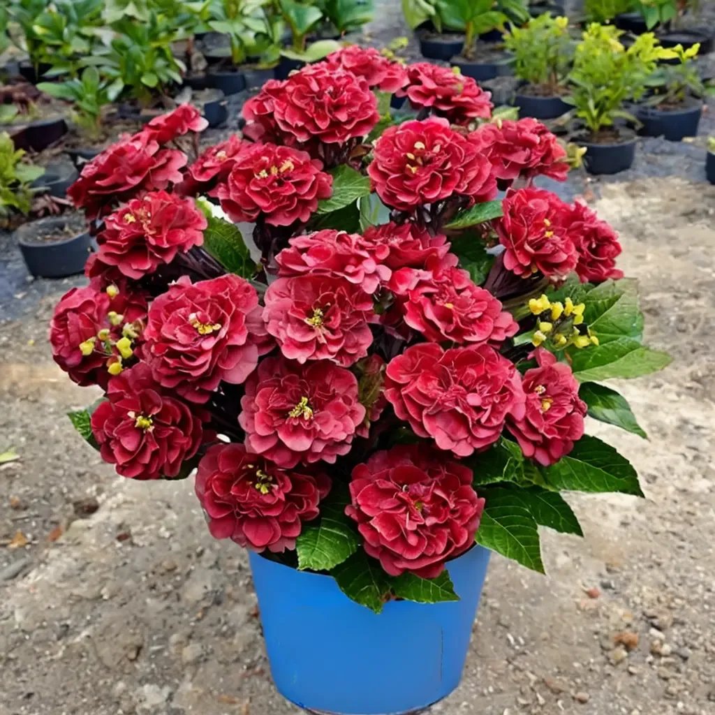 Hydrangea macrophylla 'Cherry-Go-Round'