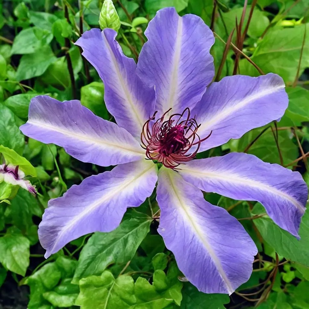 Clematis viticella 'Daybreak Vancouver'