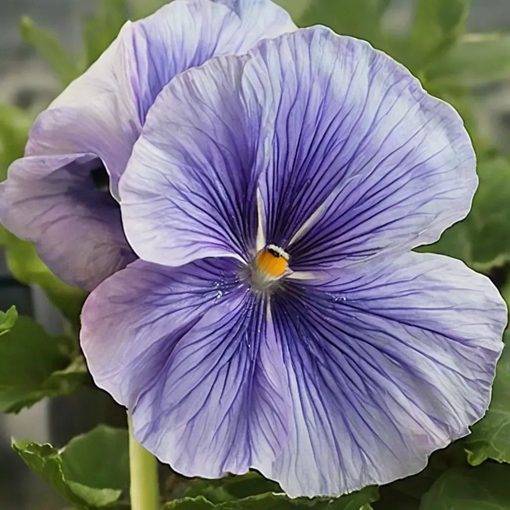 Viola odorata 'Crown Azure'