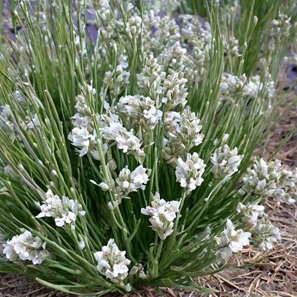 Lavandula angustifolia 'Nana Alba'